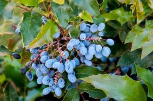 Oregon Grape Root