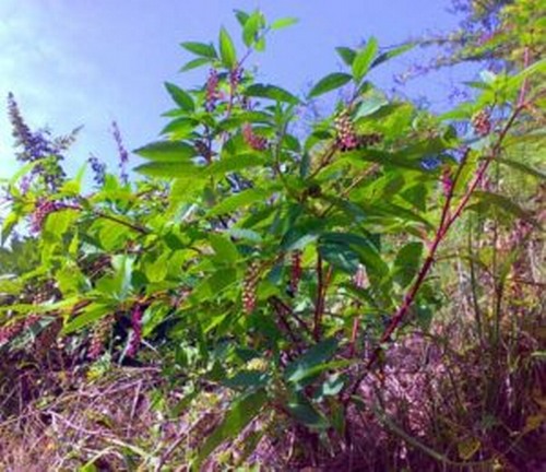 poke root herb