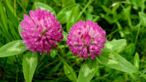 Red Clover herb