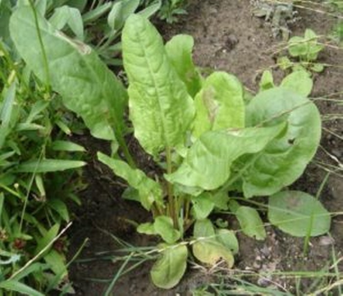 yellow dock herb