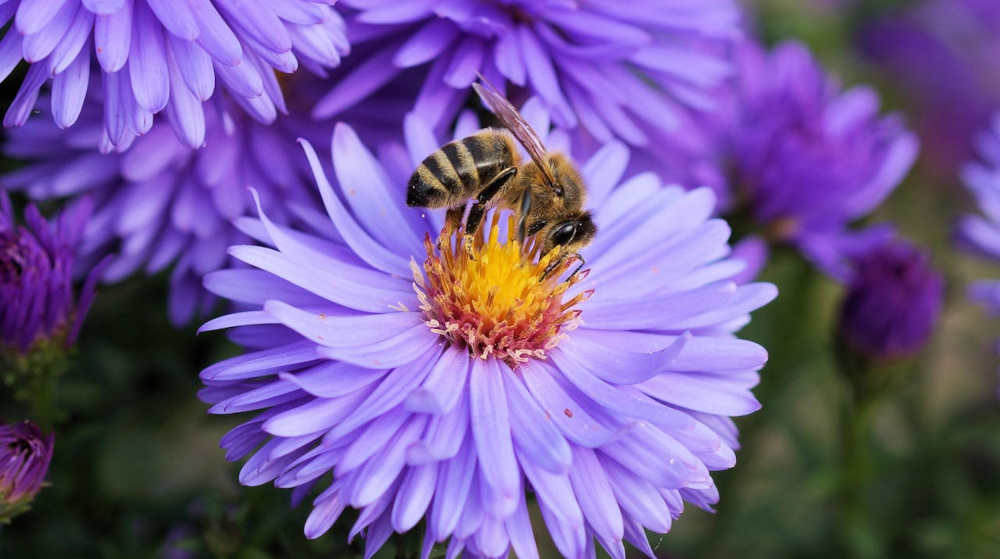 bee and purple flowers