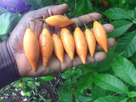 Tabernanthe Iboga Fruit