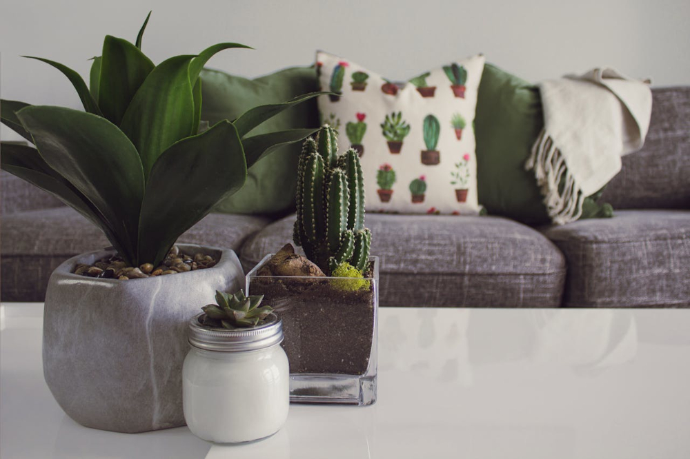 Houseplants living room sofa