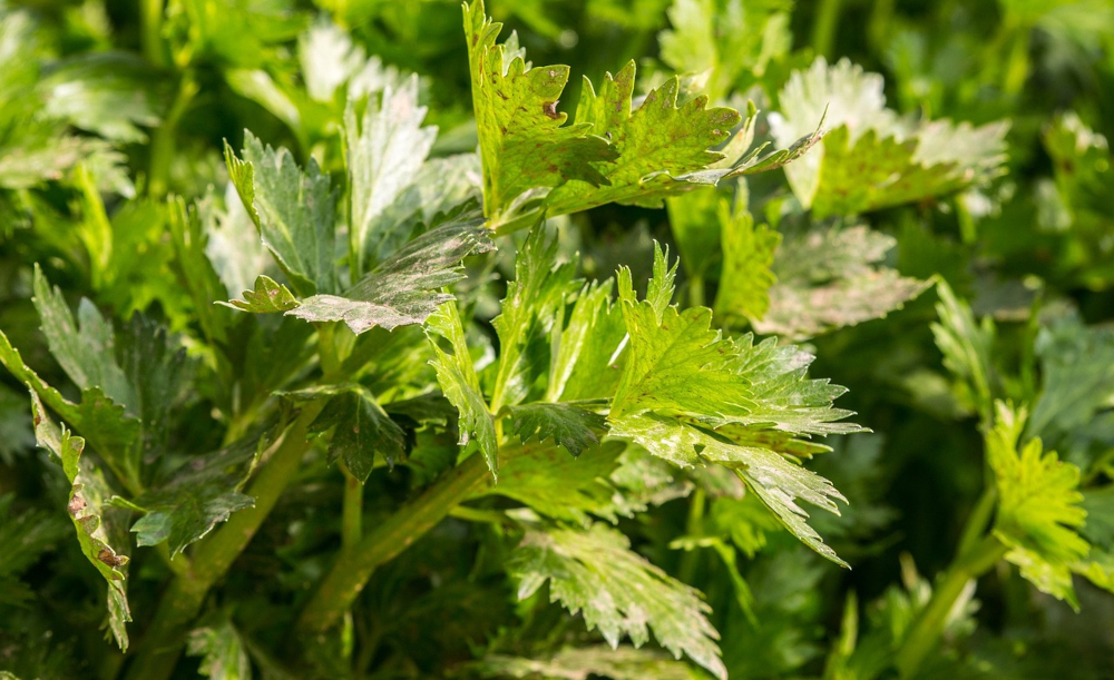 Celery in a garden