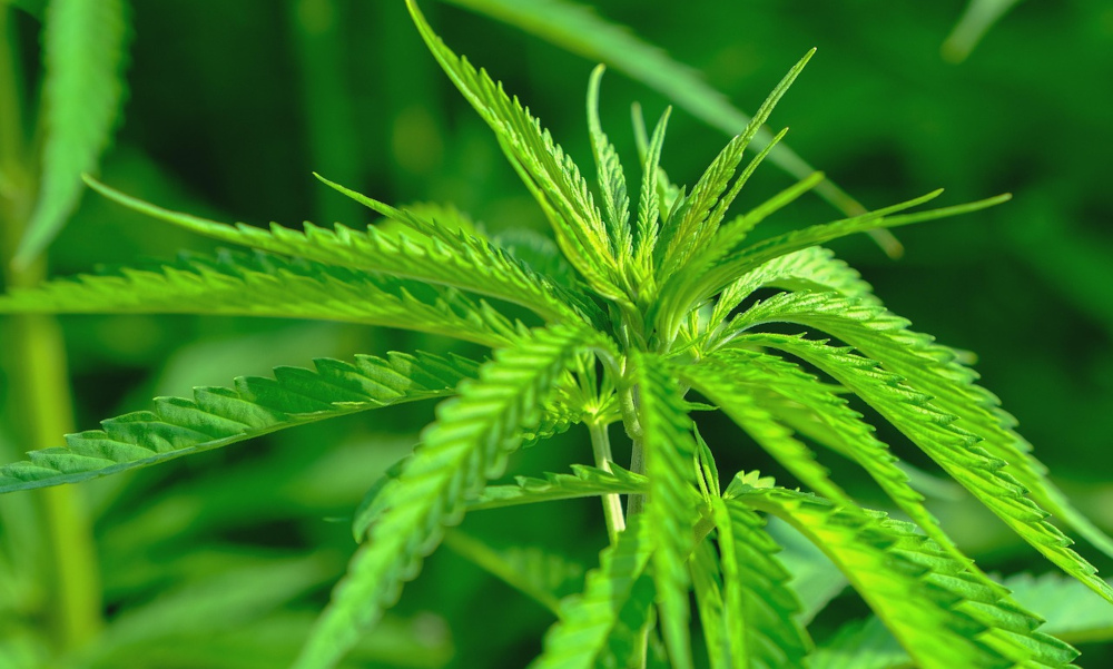 Cannabis hemp leaf
