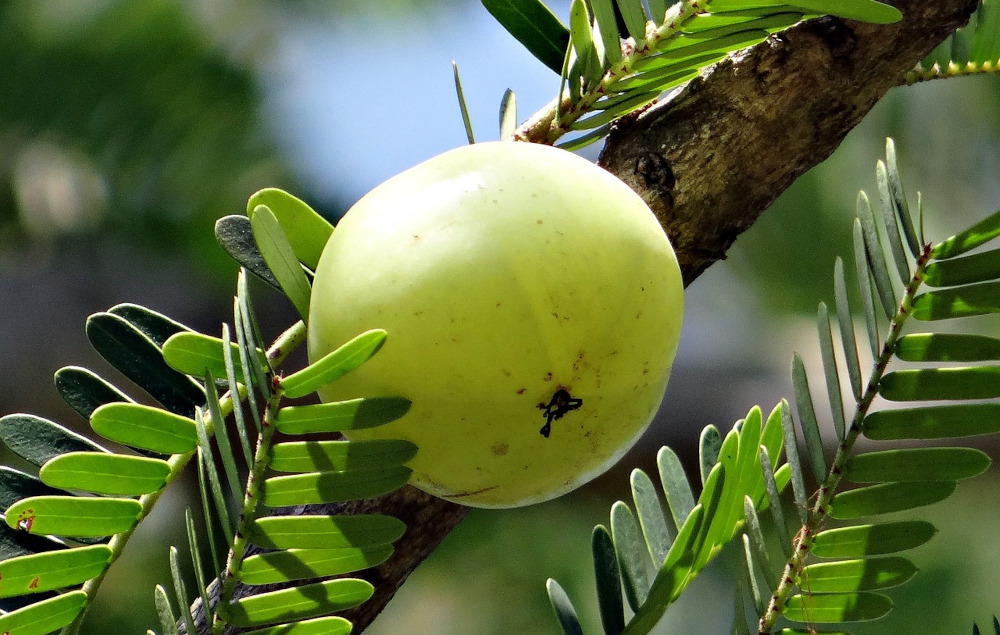 Indian gooseberry