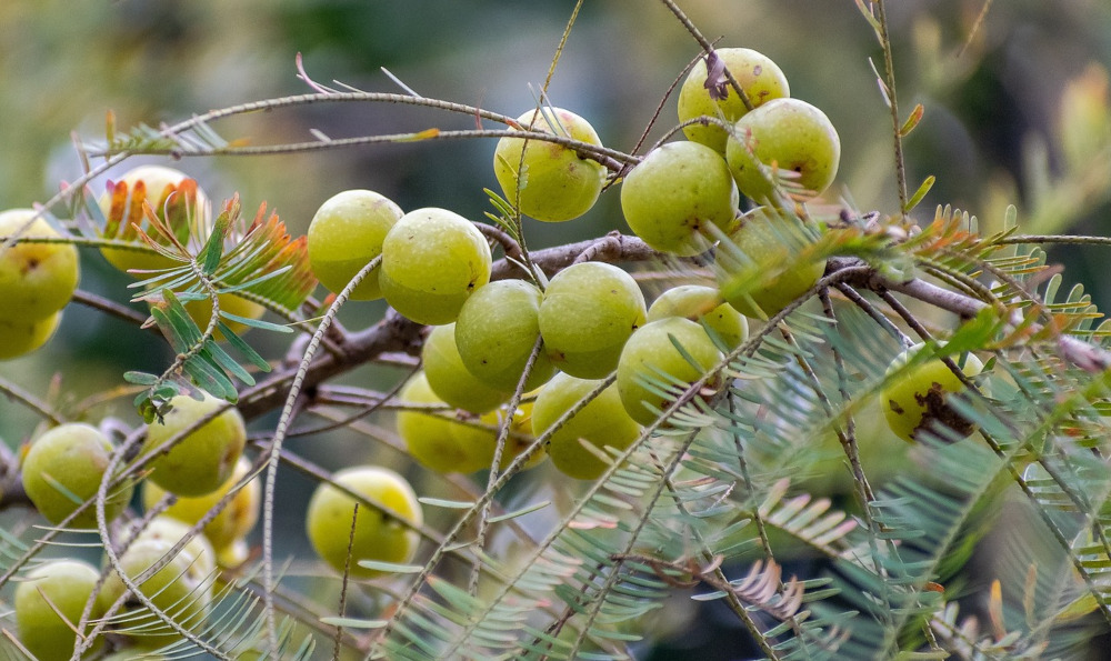 Amla tree fruit