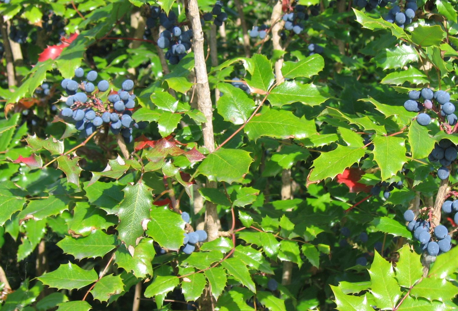 The Health & Beauty Benefits of Oregon Grape Root