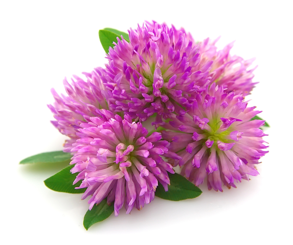 Red Clover for Health & Beauty