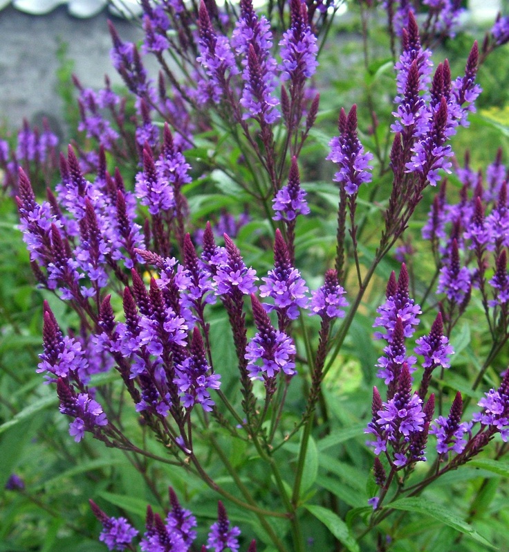 Health Benefits of Vervain Herb_blue-vervain