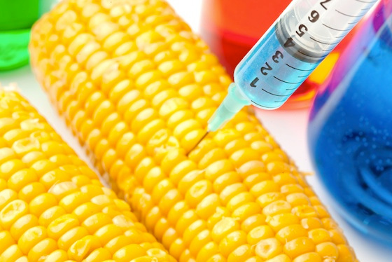 Why Do Some GM Crops Contain the Epicyte Gene_gm corn