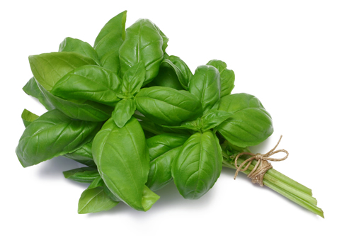 5 Diseases Treatable by Your Herb Garden basil bunch