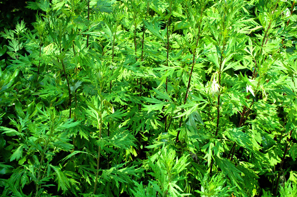 How Mugwort (Artemisia vulgaris) Improves Health and Wellness