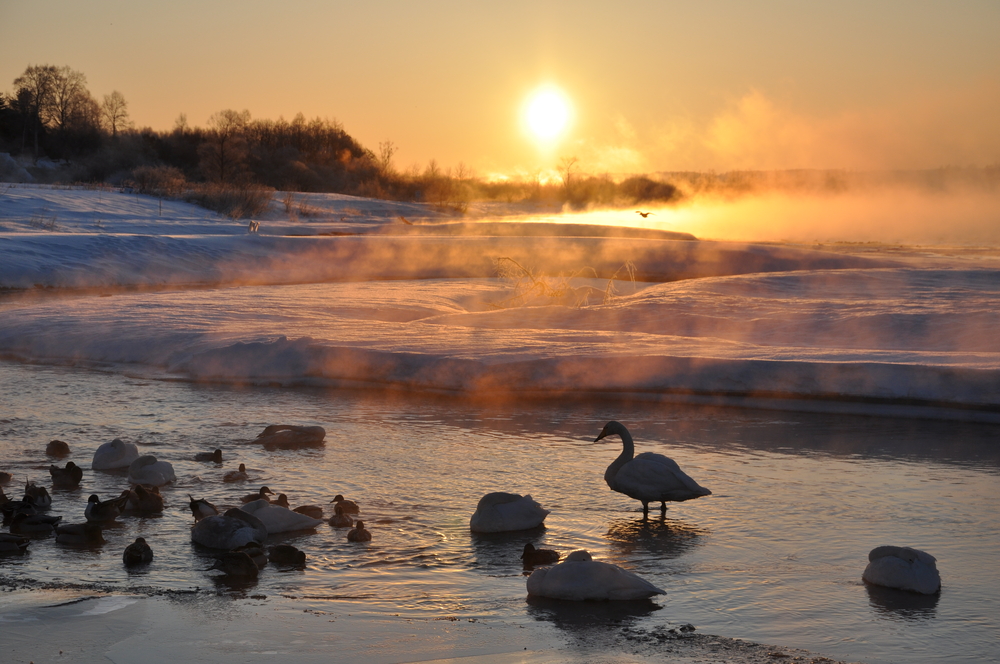 Vata Balancing for fall winter_ducks on winter river