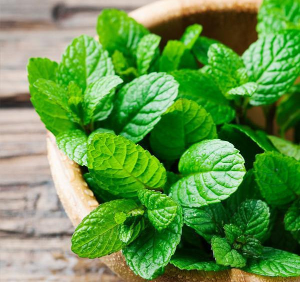 The Benefits of Peppermint_peppermint in wood bowl