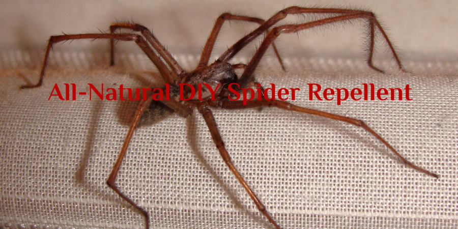 big spider_thumbnail for video